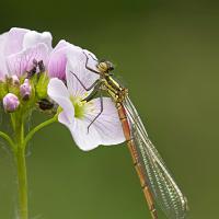 Large Red Damselfly 